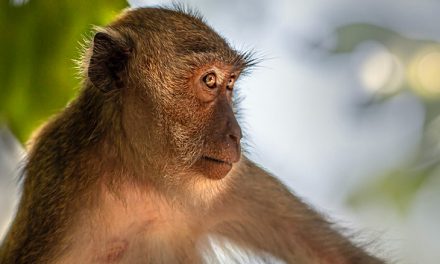 ¿Viruela del Mono? No te preocupes: 10 razones para ser optimista