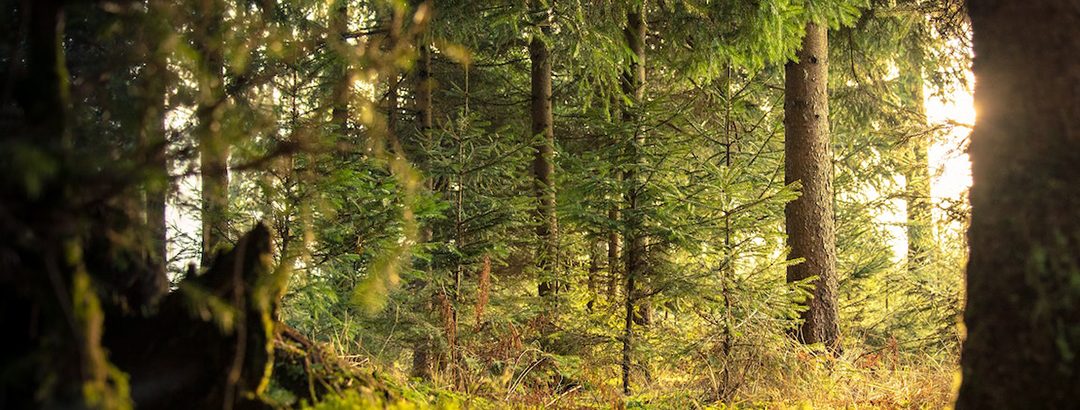 ¿Conoces el “Baño de Bosque”? Las ventajas de empaparte de naturaleza de vez en cuando