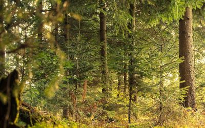 ¿Conoces el “Baño de Bosque”? Las ventajas de empaparte de naturaleza de vez en cuando