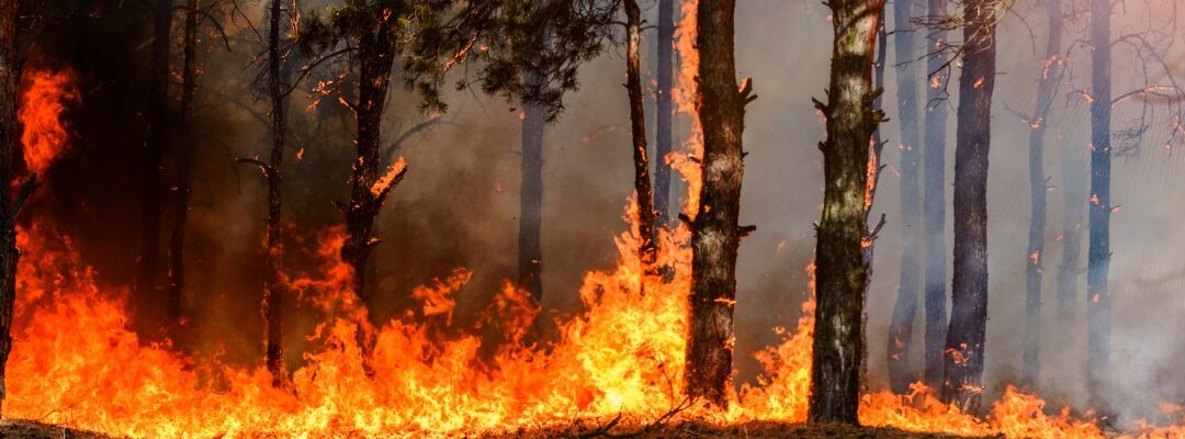 Altas temperaturas, radiación UV e incendios forestales: especialistas comparten recomendaciones clave para enfrentar la temporada estival