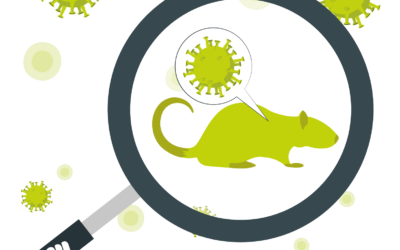 Prevención del Hantavirus: Cómo identificar los síntomas a tiempo y tomar las medidas básicas de protección